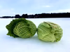 東北の雪までお届け！雪下野菜の雪詰めセット（サボイキャベツver.）
