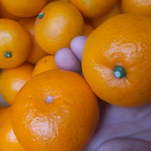 お歳暮、贈り物に最適 広島産 いしじミカン良品 5kg 