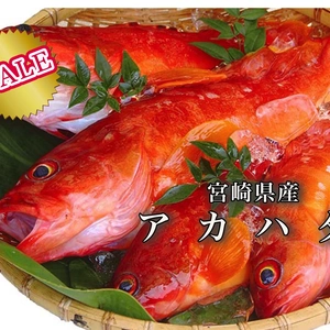 【SALE】送料無料！お買得!高級魚「アカハタ」（１kg）