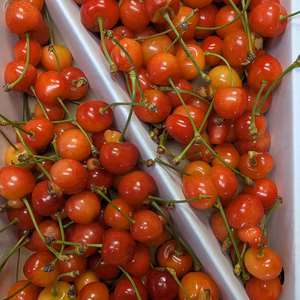 さくらんぼ規格外訳あり700g