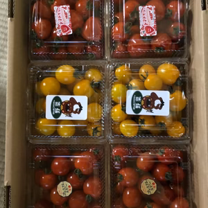 ミニトマトセット