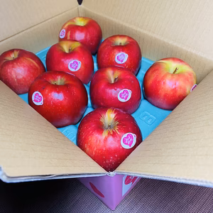 幻の林檎ピンクレディ家庭用2キロ箱！！