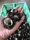 磯の貝‼️  クボガイ、シッタカ　1kg  
