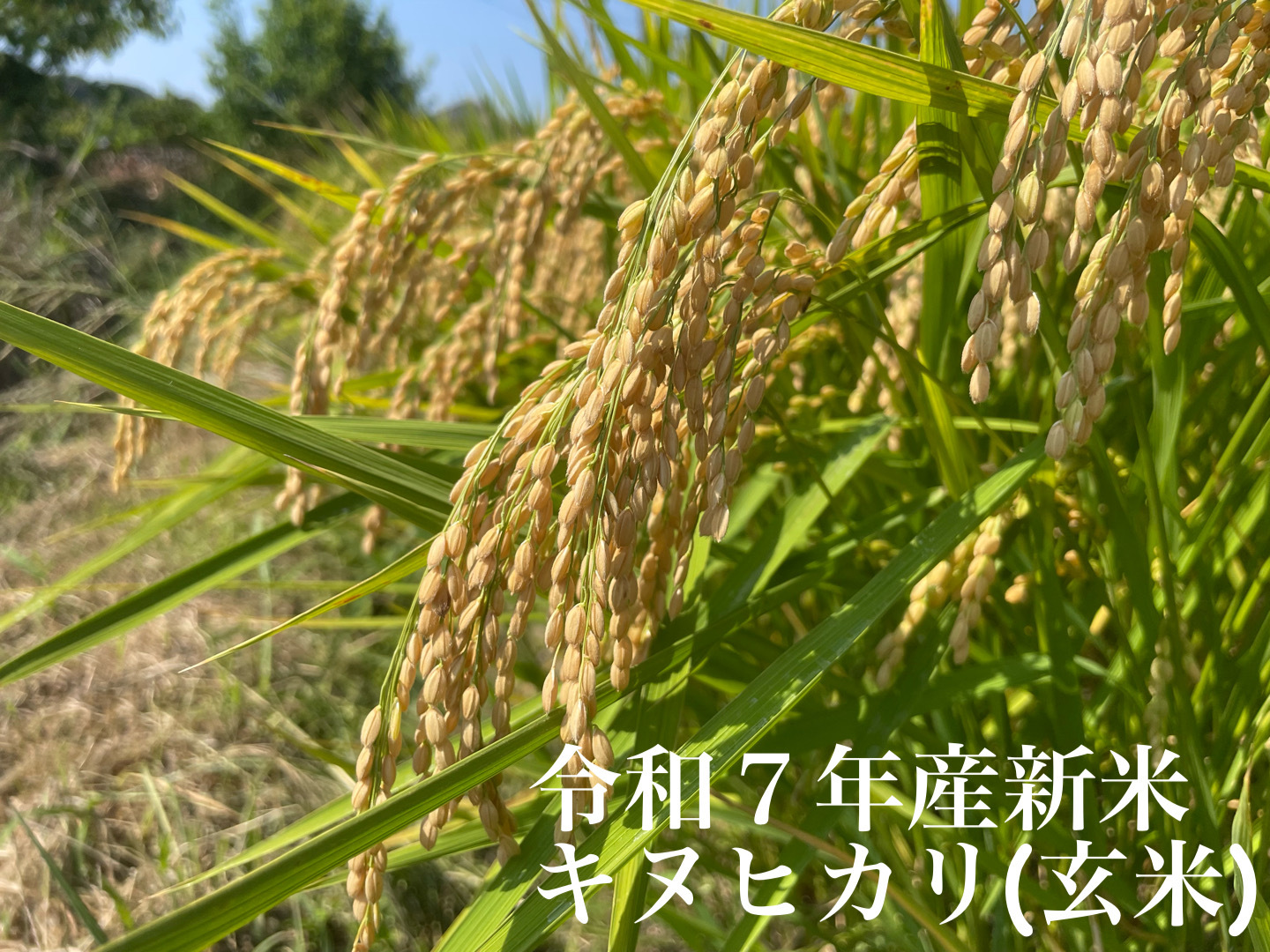 令和５年産　農家直送 和歌山県産 キヌヒカリ 玄米30kg 令和7年産先行予約】米 キヌヒカリ 玄米 30kg〈アグリにのうみ