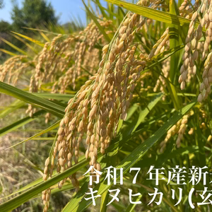 和歌山産　キヌヒカリ玄米　令和7年産
