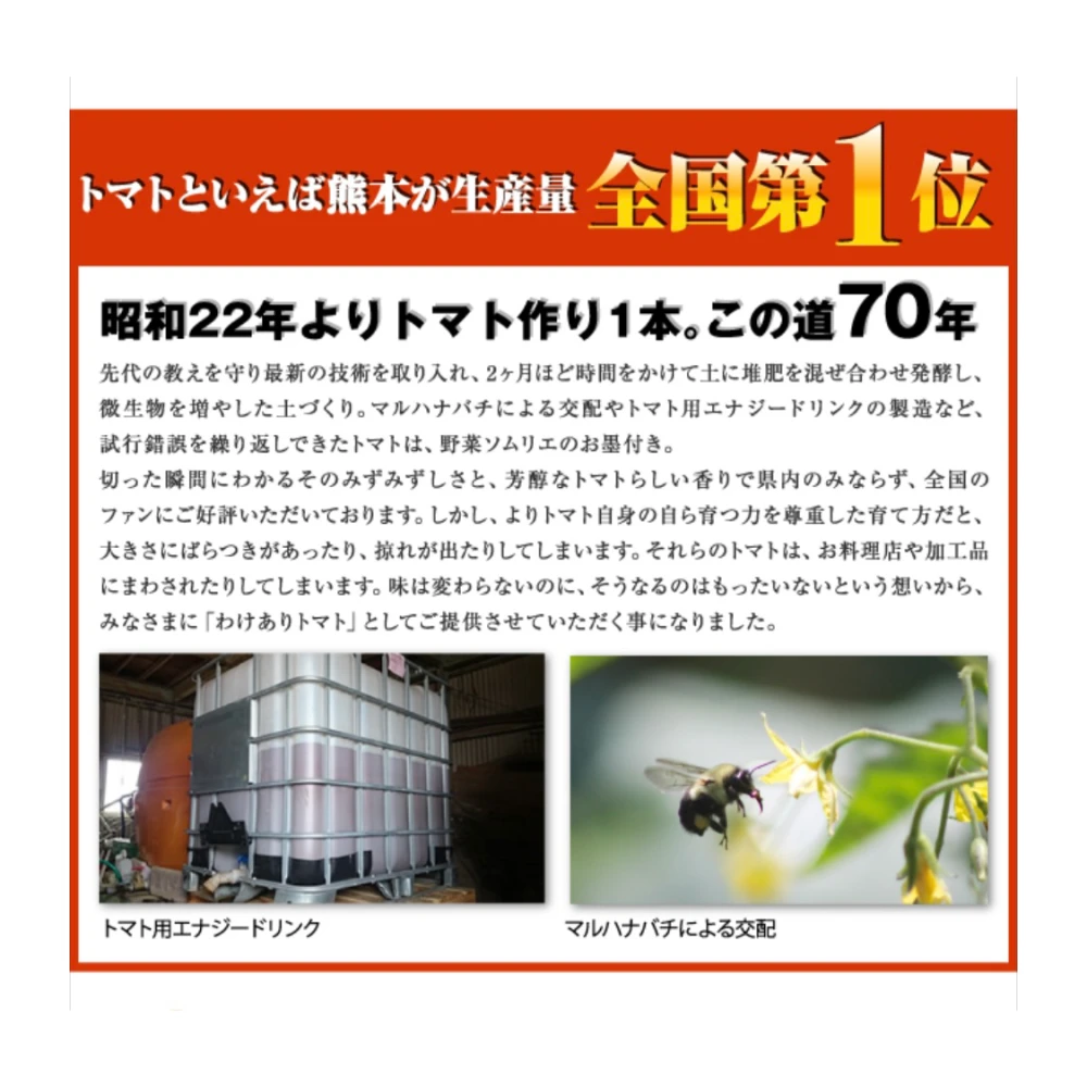 ソムリエトマト　約800gと選べるミニトマト　800gのセット