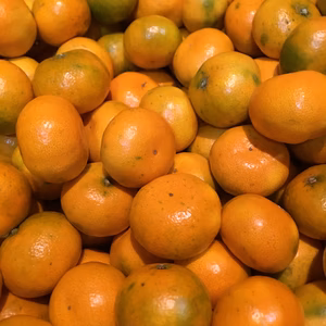 竹吉園　本日1箱　レアレアプチミックス　樹上完熟上野早生