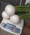 生で食べるとまるでフルーツ《サラダかぶ》