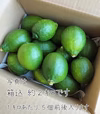 ★天草レモン★訳ありグリーンBOX★