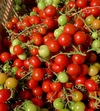 【7月下旬より発送】≪夏ギフト≫ミニトマト贈答用　化学肥料・農薬完全不使用