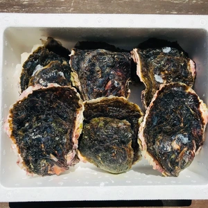 奥能登！里海の恵み！石川県穴水産　濃厚　岩牡蠣（生食用）6個（300g以上/個）