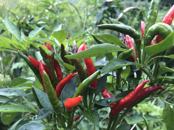 【農薬・化学肥料不使用栽培】　青森県産　青唐辛子"たかのつめ" 100g～