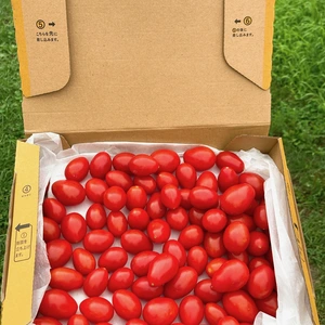 【送料無料】お試しNicoロッソ700gフルーツミニトマト