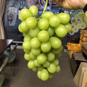 シャインマスカット