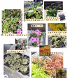 秋まで開花&宿根草のおすすめセット16苗