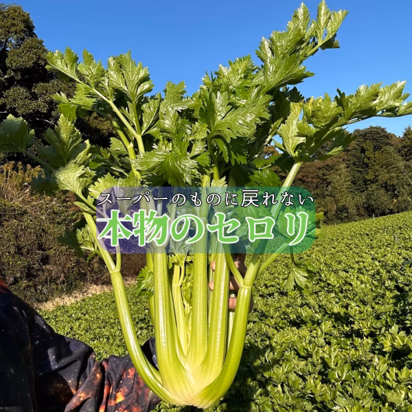セロリ