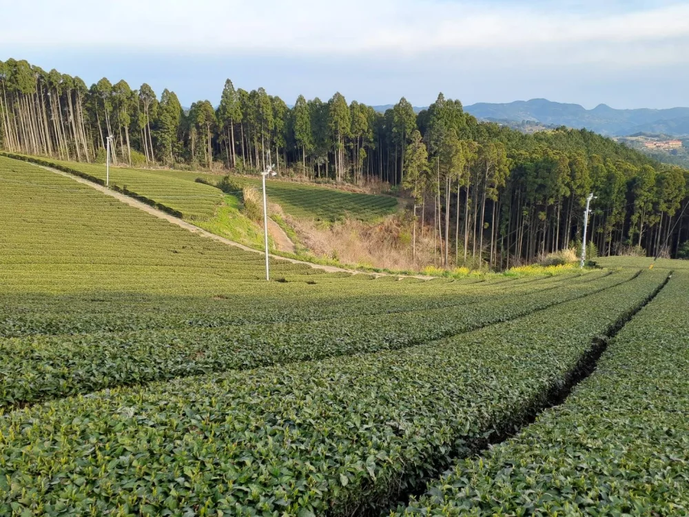 【メール便】2023年新茶八女茶家庭用大人気煎茶陽芽
