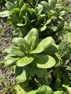 中国野菜・ミニ青梗菜