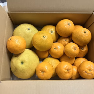 鹿児島県産「4種のみかん柑橘詰め合わせ」箱込み5kg