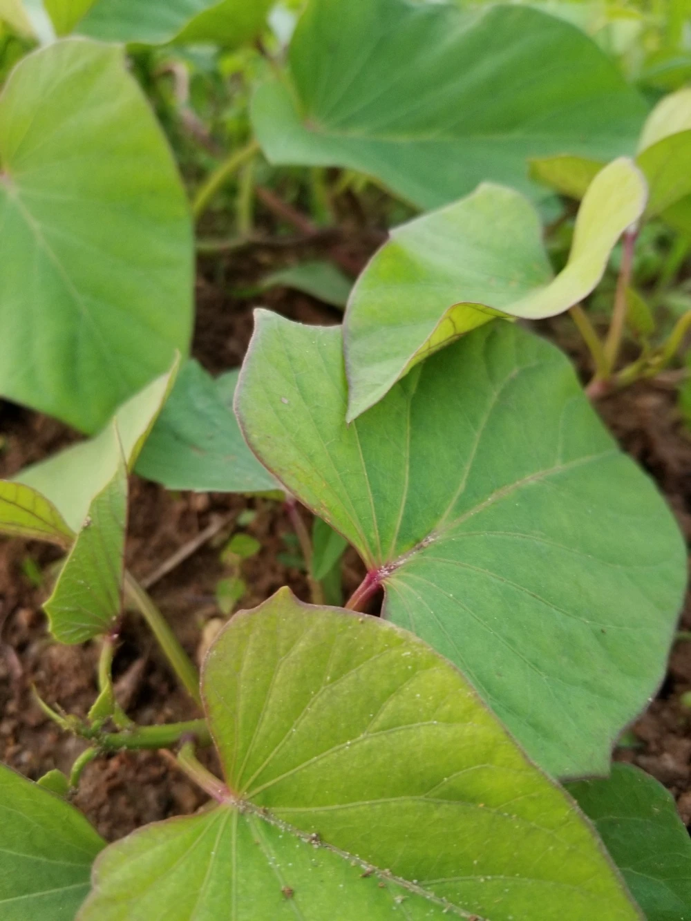 野菜セット【白露～】魚の町で長年育ててもらった野菜７～９品目
