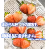 甘酸っぱい♪夏秋いちご「すずあかね」【内容量約１.２キロ】