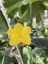 まっすぐ！シャキッと新鮮きゅうり５kg【野菜ソムリエサミット銀賞受賞】