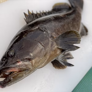 【松島産】幻の天然クエ （1.8kg）
