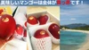 【順次お届け中】沖縄産マンゴー1キロ（2～3個入り）家庭用