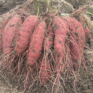 オレンジ色の機能性さつまいも　ハロウィンスイート4kg【漢方栽培】