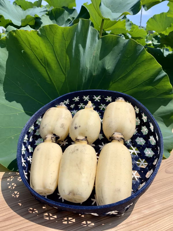 食べてみっぺよ！茨城県霞ヶ浦産れんこん！１.3kg 農カード付き！！ 