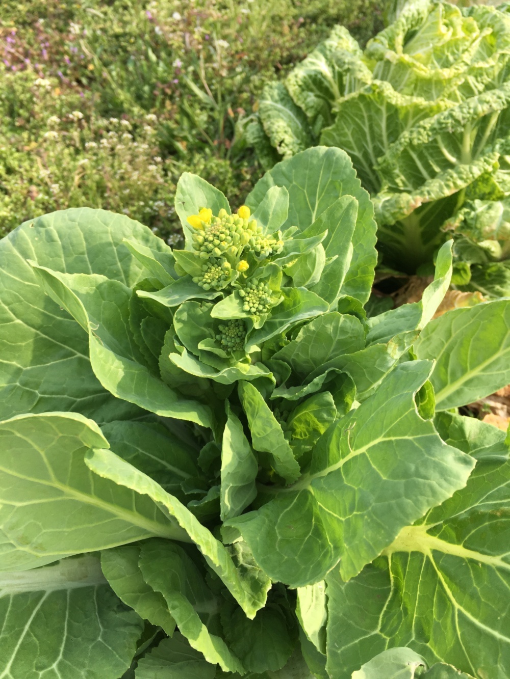 食べ比べ菜花 白菜とキャベツの菜花食べ比べセット 各150g 2袋入 農家漁師から産地直送の通販 ポケットマルシェ