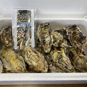岩手の牡蠣は今が旬！殻付牡蠣とカキナイフのセット