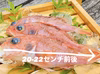 縁起魚！お手ごろサイズの夢カサゴ！