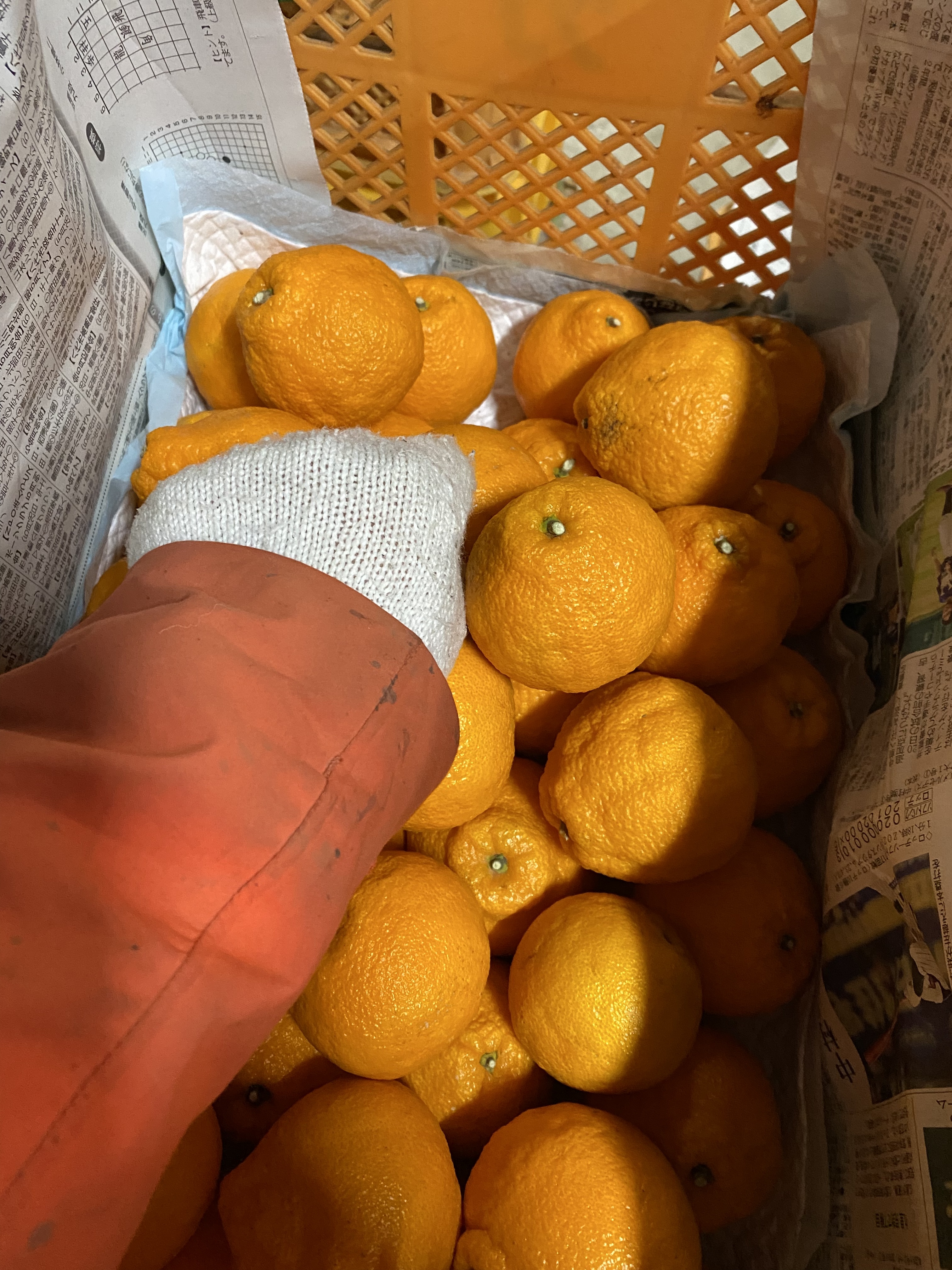 家庭用）小玉限定 肥の豊｜不知火・タンゴール類の商品詳細｜ポケット