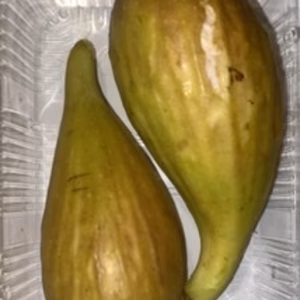 夏果イチジク　「バナーネ」