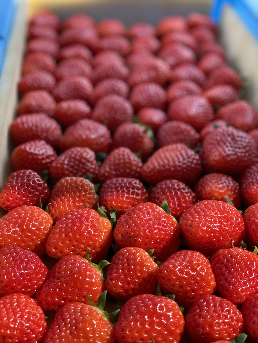 佐賀県東松浦郡玄海町｜平川いちご農園｜平川貴照さんの生産者