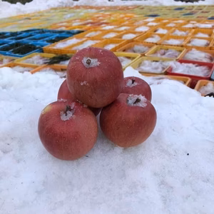 雪んこりんご「サンふじ」3ｋｇ（１１玉）