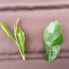 おまけ付♡TeaBag 深蒸し仕立てのまろやか特上かぶせ茶！農薬不使用お茶
