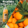 草生栽培園のみかんとジュース