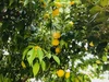葡萄園の自然栽培の柚子