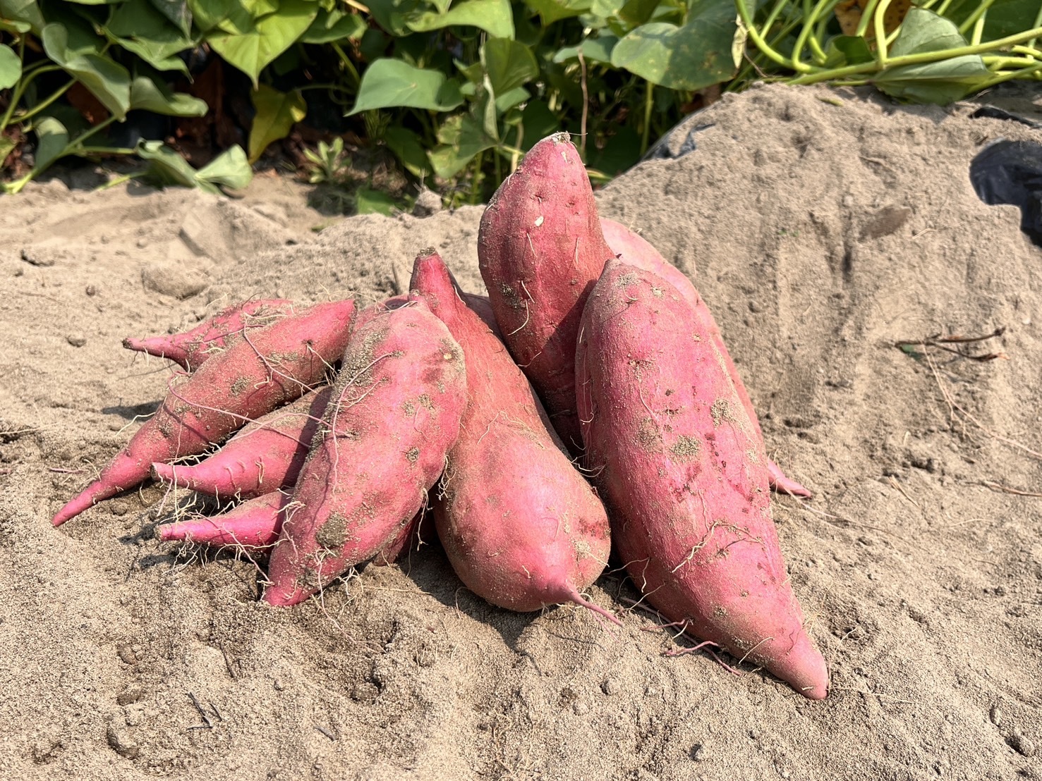 新芋　高知県産　約5キロ　27 新芋 高知県産 約5キロ 27 （干し芋食べ比べセット紅はるか