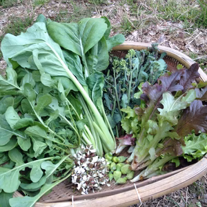 木曜発:固定種/江戸東京野菜セット【CSA】