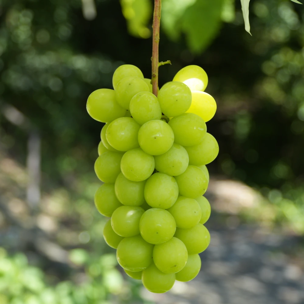 爽やかで甘〜い！シャインマスカット 2房 長野県産 種無しぶどう｜果物