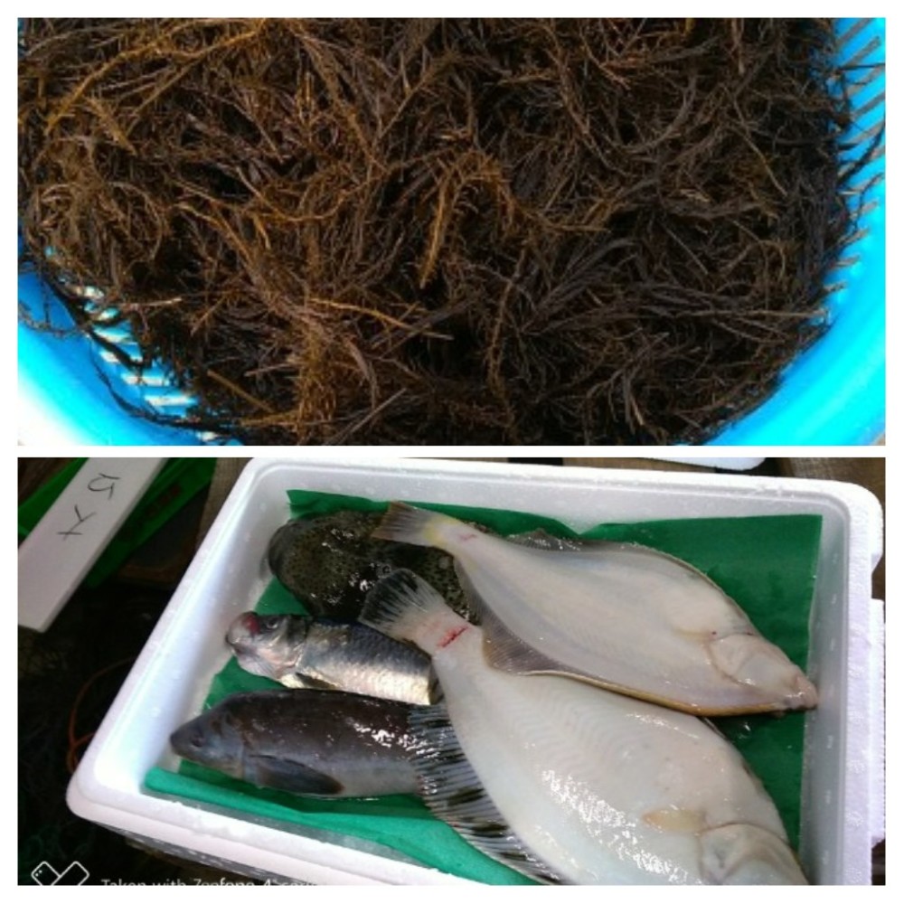 期間限定海藻セット 匠の活〆 季節の魚詰め合わせセット 農家漁師から産地直送の通販 ポケットマルシェ