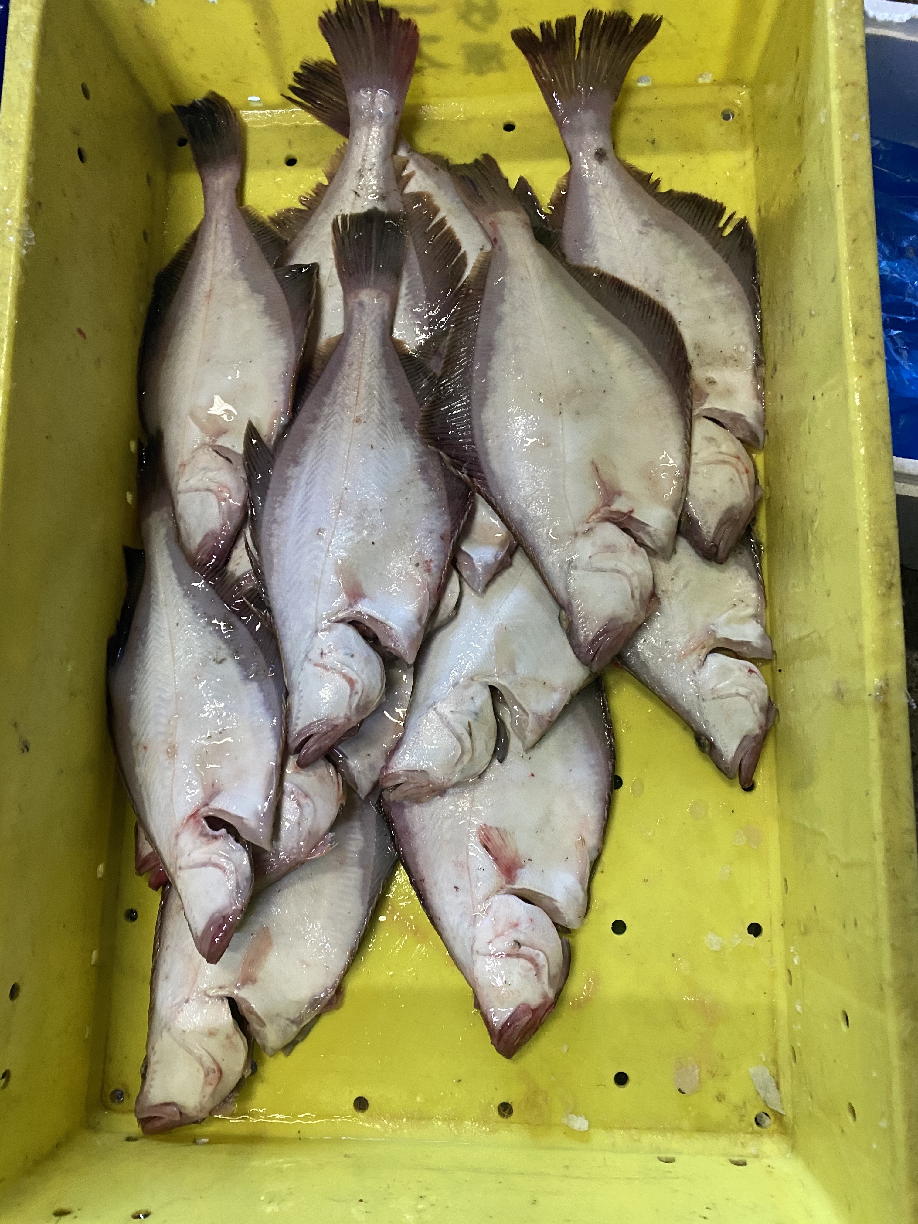 本日 水揚げ 宗八カレイ 14枚 大中 下処理済み 農家漁師から産地直送の通販 ポケットマルシェ