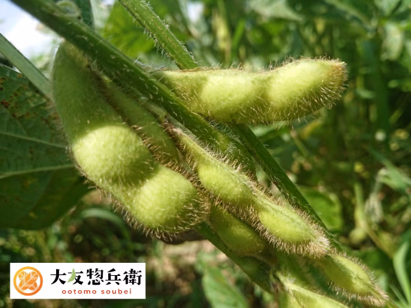 【茶豆】からだを笑わせる自然栽培えだまめ