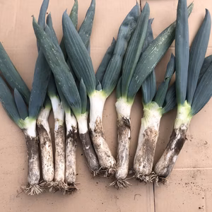 《訳あり》本場下仁田産！　下仁田ネギ　2㎏