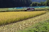 自然栽培『玄米』【認定米こしひかり】芳醇なやさしい味わい！小里米　残り僅かです