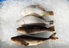 [数量限定]　ヒラメ付き活ホタテと季節の活〆お魚セット