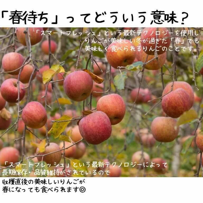 【かわいいサイズ】春待ちりんご（訳あり　2.7kg）減農薬栽培